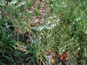 Photo By: Stephen M. Young. Photo taken: Schuyler County, NY on 24 July 2001